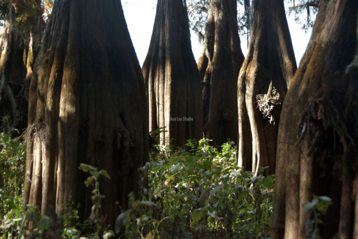 trunks-cypress