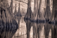 Swamp-Stumps