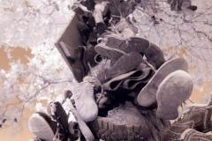Tree-Of-Soles