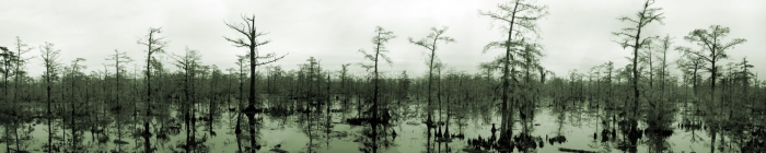 Cypress-Swamp